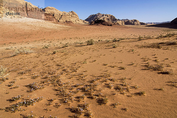 Blumen blühen in der Wüste  Wadi Rum  Jordanien  Naher Osten