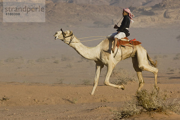 Kamelrennen in der Wüste  Wadi Rum  Jordanien  Naher Osten