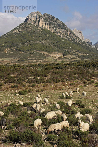 Schafe auf Sardinien  Italien  Europa