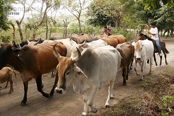 Reitende Kinder treiben eine Herde Rinder zur Weide auf der Insel Ometepe  Nicaragua  Mittelamerika