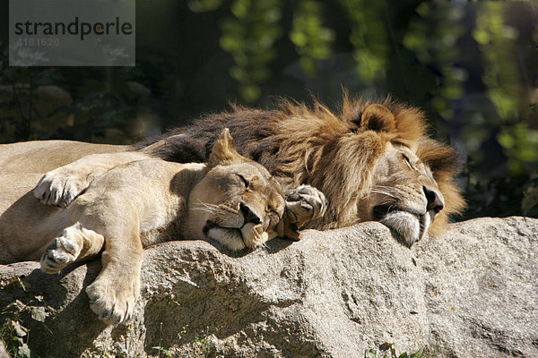 Schlafendes Löwenpaar im Tierpark Hellabrun in der Landeshauptstadt München  Oberbayern  Bayern  Deutschland