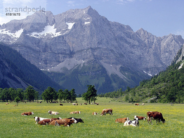 Weidende Kühe auf dem Naturschutzgebiet Großer Ahornboden  Nördliches Karwendel  Tirol  Österreich