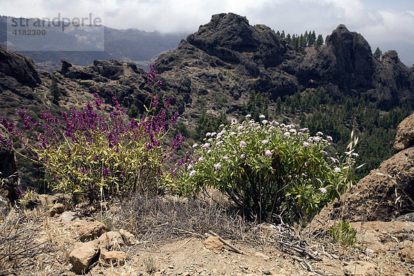 Blick über die Pflanzen Salvia canariensis candissima (links) und Pterocephalus dumetorum (rechts) auf die Berge von Gran Canaria  Kanarische Inseln  Spanien