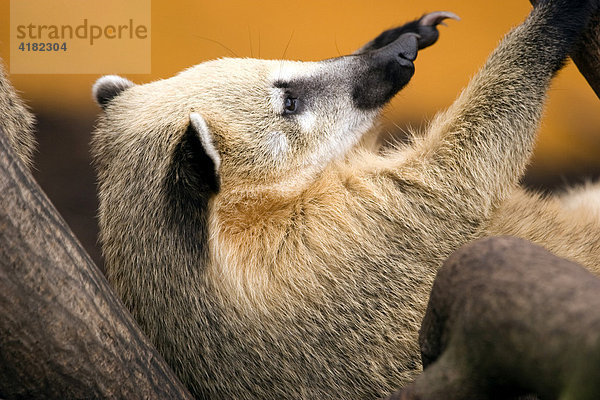 Südamerikanischer Nasenbär (Nasua nasua)  Raubtierart aus der Familie der Kleinbären (Procyonidae)