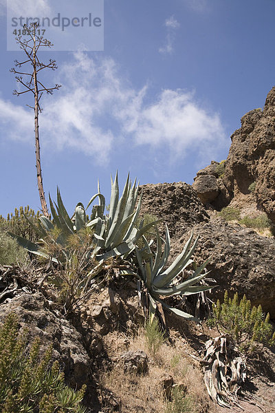 Amerikanische Agave (Agave americana) und Aloe Vera Pflanzen in den Bergen von Gran Canaria  Kanarische Inseln  Spanien