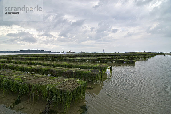 Austernbänke in der Bucht von Morlaix  Bretagne  Frankreich