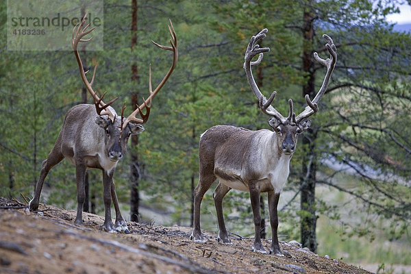 Rentier (Rangifer tarandus)  Finnland