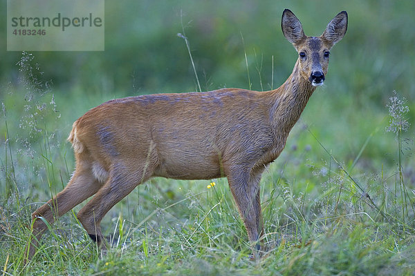 Reh (Capreolus capreolus)  Schweden