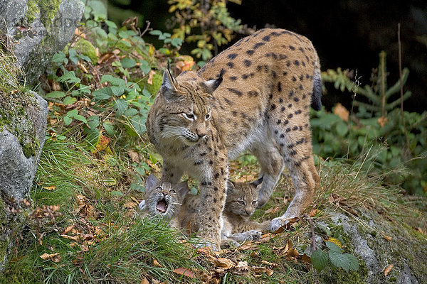 Eurasischer Luchs (Lynx lynx) mit Jungtieren  Nationalpark Bayerischer Wald  Deutschland