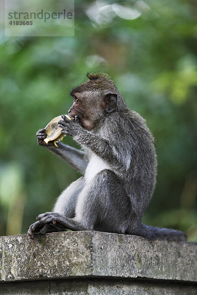 Javaneraffe (Macaca fascicularis) im Monkeyforest  Ubud  Bali  Indonesien