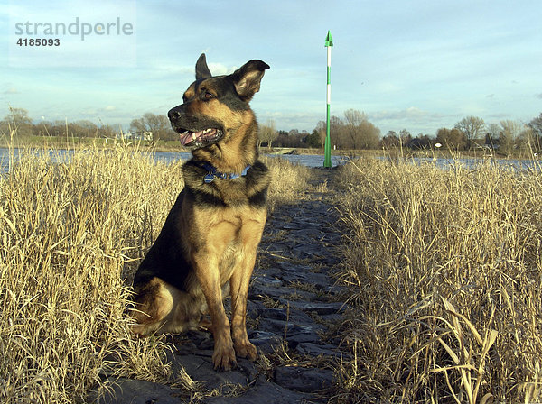 Schaeferhund Ruede Max sitzt zwischen duerrem Gras auf Steinen im Abendlicht am Ufer des Rhein.