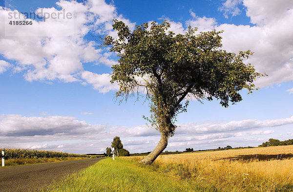 Apfelbaum an einer Landstrasse. Straßenbaum im Fläming  Brandenburg  Deutschland