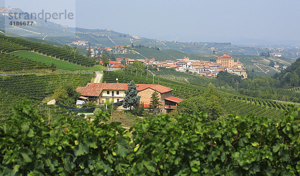 Weingut vor dem Kastell Castello Falletti und Ort Barolo  Langhe  Piemont  Italien