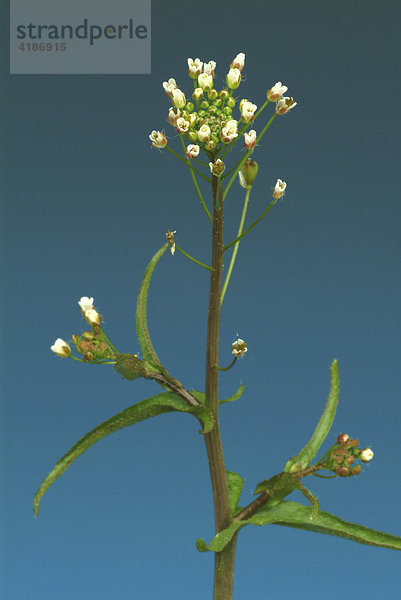 Hirtentäschelkraut (Capsella bursa-pastoris)  Heilpflanze