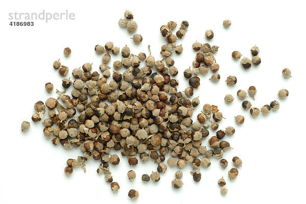 Mönchspfeffer  Keuschlamm (Vitex agnus-castus)  Samen  Heilpflanze
