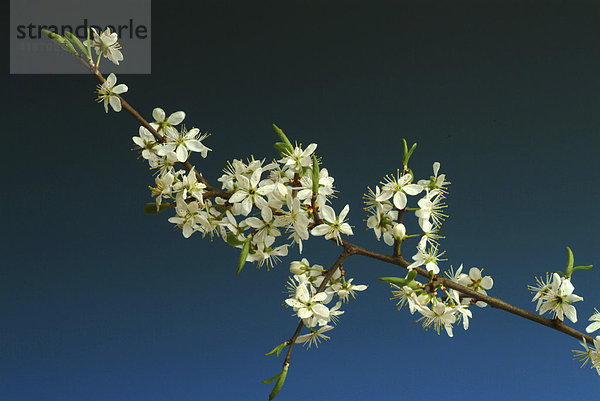 Schlehenblüten  Schlehdorn  Schlehe (Prunus spinosa)  Heilpflanze