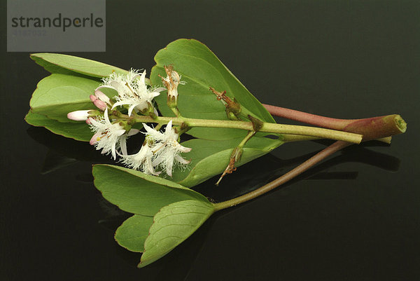 Fieberklee  Bitterklee (Menyanthes trifoliata)  Heilpflanze