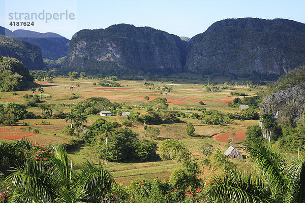 Valle de Vinales mit den Mogotes Kalksteinhügeln  Kuba  Karibik