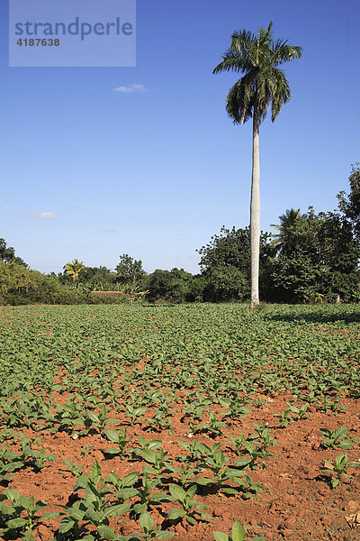 Tabakfeld  im Valle de Vinales in der Sierra de los Organos  Kuba  Karibik