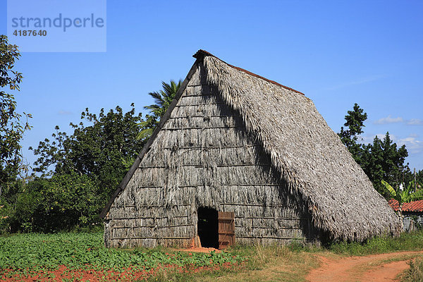 Tabakfeld  im Valle de Vinales in der Sierra de los Organos mit Trockenscheune für Tabak  Kuba  Karibik