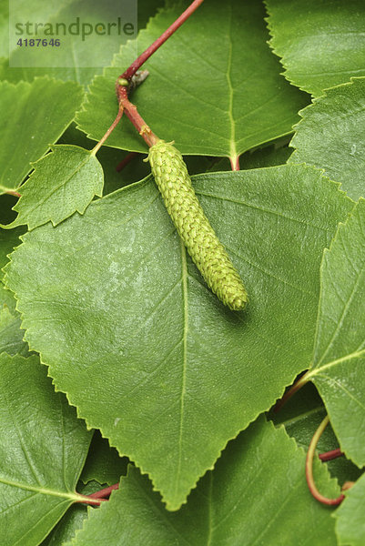 Birke  Birkenblätter (Betula pendula)  Heilpflanze  medizinische Verwendung  Naturheilkunde
