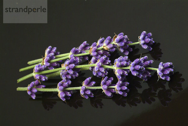 Heilpflanze Lavendel (Lavandula angustifolia  Lavandula officinalis  Lavandula vulgaris)