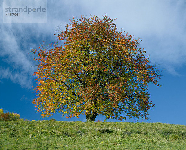 Kirschbaum (Cerasus) im Herbstlaub