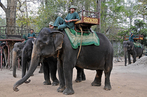 Mahouts mit Elefanten  Angkor Thom  Kamboscha  Asien