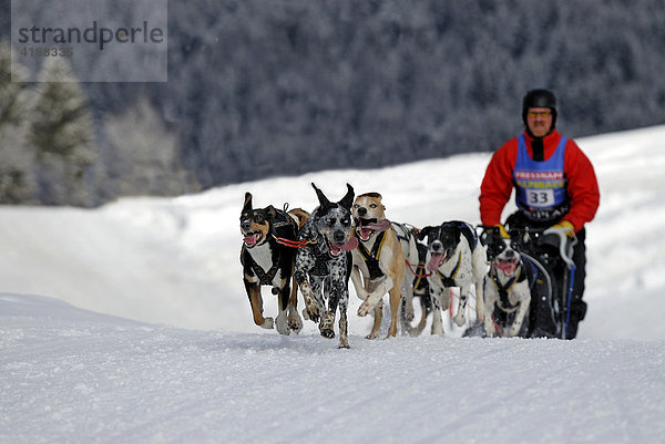 Hundeschlittengespann im Winter  Unterjoch  Bayern  Deutschland