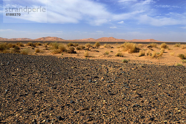 Steinwüste mit Sanddünen  Erg Chebbi  Merzouga  Marokko  Nordafrika