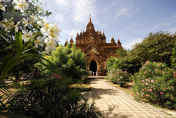 Hinter Tempelblumen versteckte Pagode  Bagan  Myanmar  Südostasien