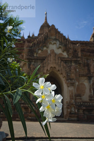 Weiße Blüten der Tempelblume Frangipani (Plumeria) vor Pagodeneingang  Bagan  Myanmar  Südostasien