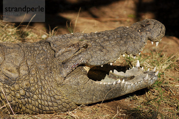 Krokodil (crocodilia) in einer Farm  Krokodilpark  Südafrika