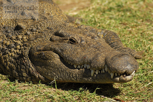 Krokodil (crocodilia) in einer Farm  Krokodilpark  Südafrika