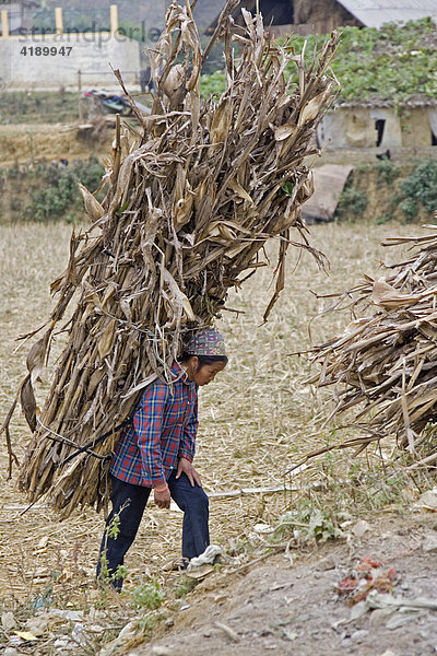 Vietnamesin beim Transport von getrockneten Mais  Vietnam  Asien