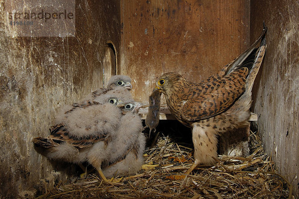Turmfalke (Falco tinnunculus) bei der Fütterung seiner Jungen mit einer Maus
