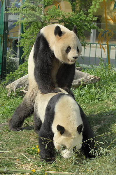Große Panda (Ailuropoda melanoleuca) bei der Paarung  Schloss Schönbrunn  Wien  Österreich