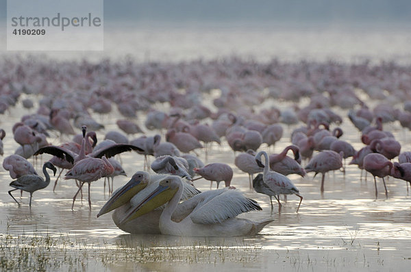 Morgenstimmung am Lake Nakuru im Vordergund 2 Rosapelikane (Pelecanus onocrotalus)  Lake Nakuru  Kenia  Afrika