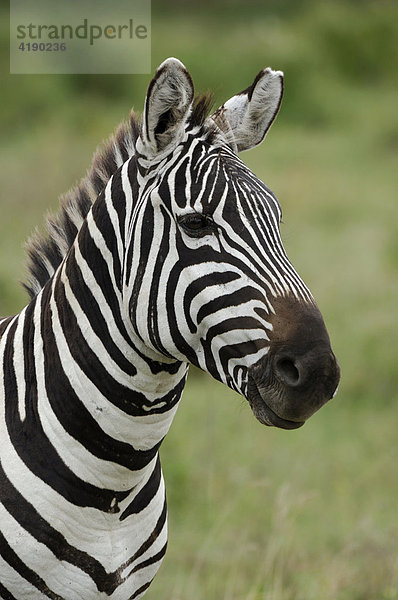 Steppenzebra (Equus quagga) Lake Nakuru Kenia Afrika