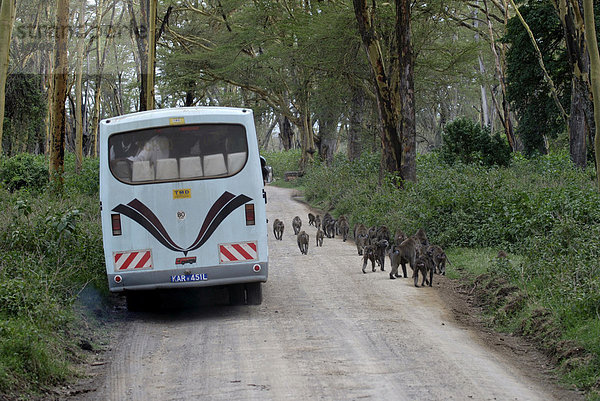 Touristbus accompanied by a group of baboons  Lake Nakuru Kenya Africa