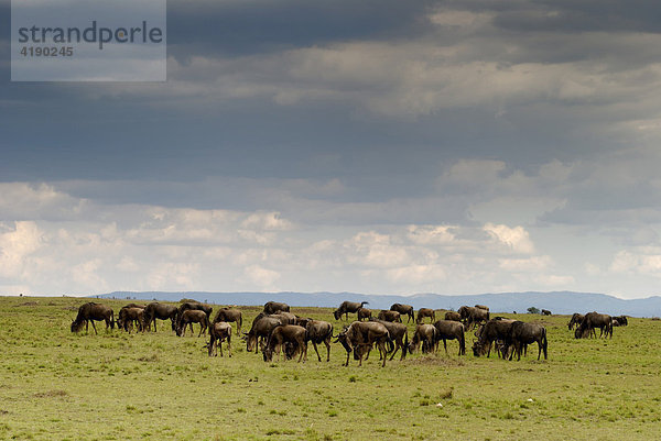 Eine Herde Gnus in der Masai Mara Kenia Afrika