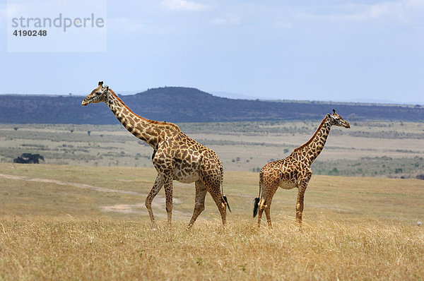 Zwei Massaigiraffen (Giraffa camelopardalis tippelskirchi) in der Steppe der Masai Mara Kenia Afrika