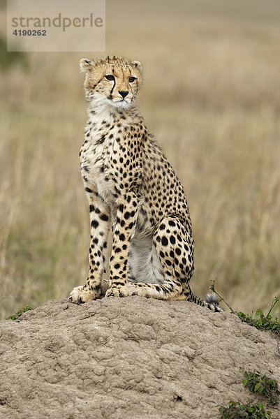 Junger Gepard (Acinonyx jubatus) auf Hügel sitzend Masai Mara Kenia Afrika
