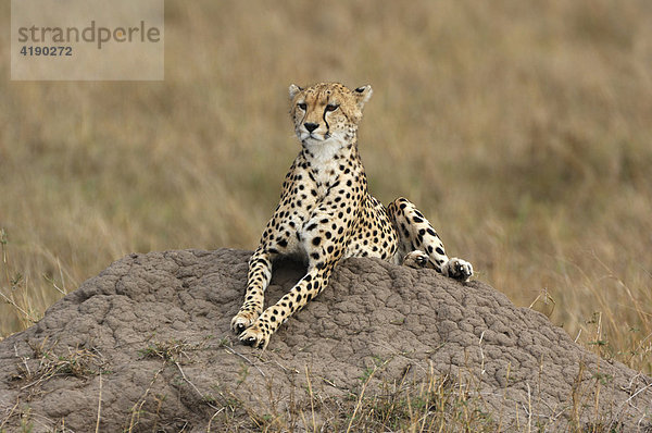 Gepard (Acinonyx jubatus)  auf Hügel liegend  Masai Mara  Kenia  Afrika