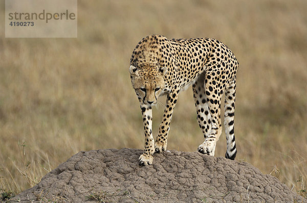 Gepard (Acinonyx jubatus)  auf Hügel stehend  Masai Mara  Kenia  Afrika