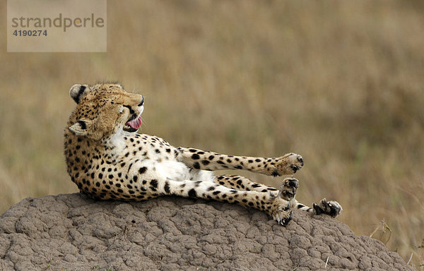 Gepard (Acinonyx jubatus)  streckt seine Beine  Masai Mara  Kenia  Afrika