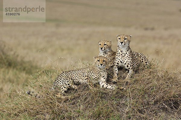 Gepard (Acinonyx jubatus)  mit 2 Jungen im Gras liegend  Masai Mara  Kenia  Afrika