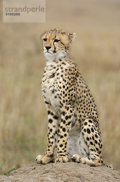 Junger Gepard (Acinonyx jubatus)  Masai Mara  Kenia  Afrika