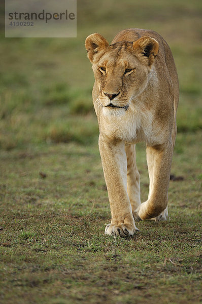 Löwe (Panthera leo)  Masai Mara  Kenia  Afrika