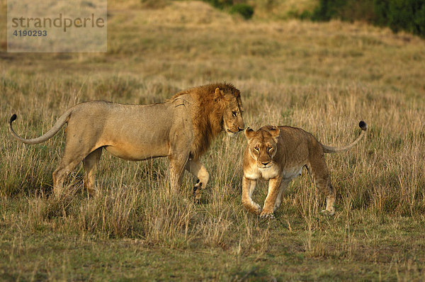 Löwenpaar (Panthera leo)  Masai Mara  Kenia  Afrika